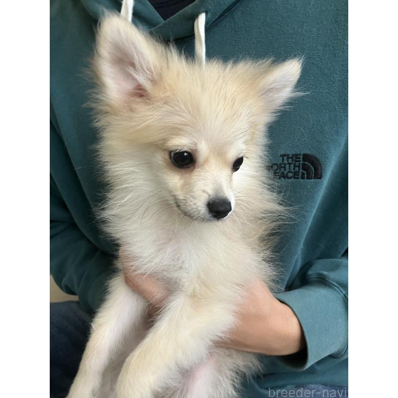 販売中の千葉県のポメラニアン-418203の8枚目