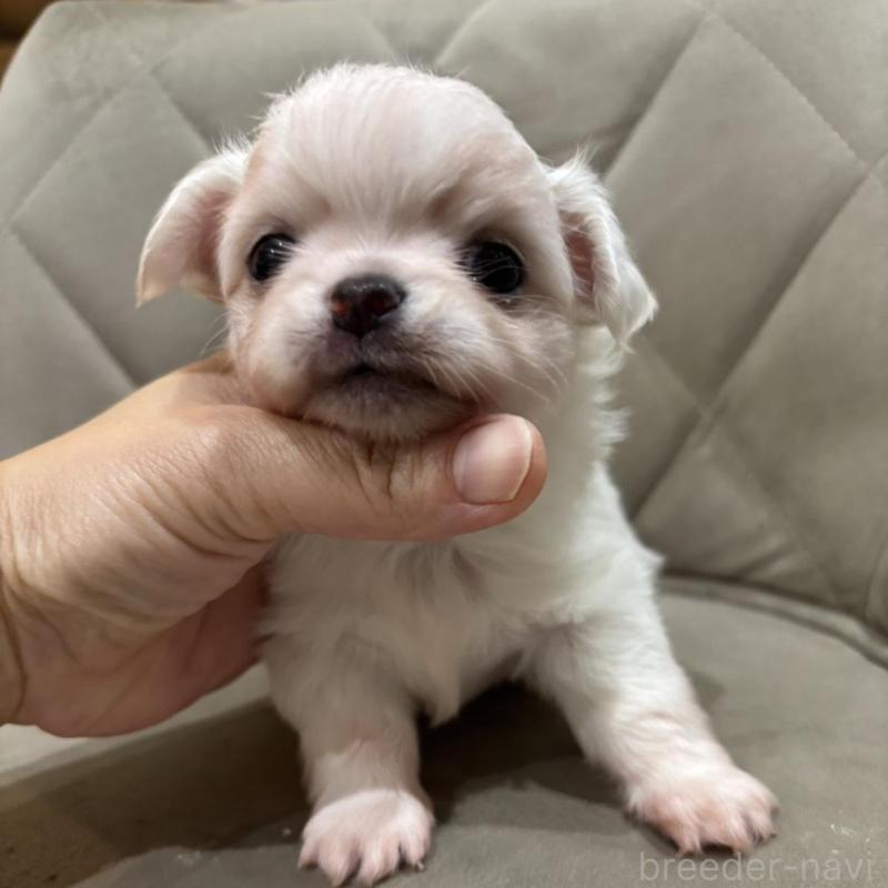 販売中の兵庫県のチワワ(ロングコート)-428689の7枚目