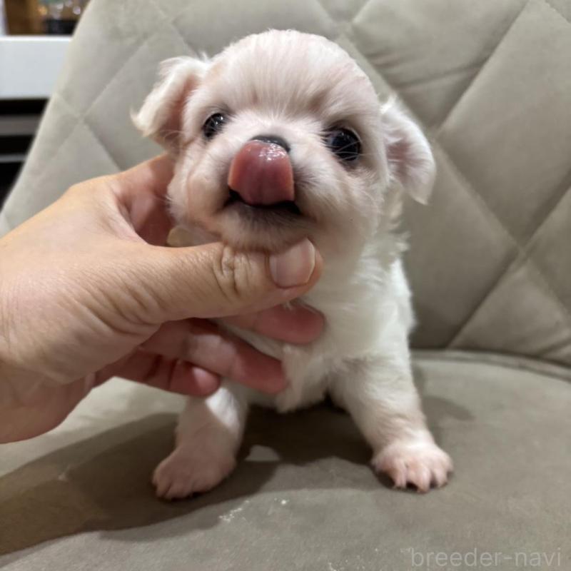 販売中の兵庫県のチワワ(ロングコート)-428689の6枚目