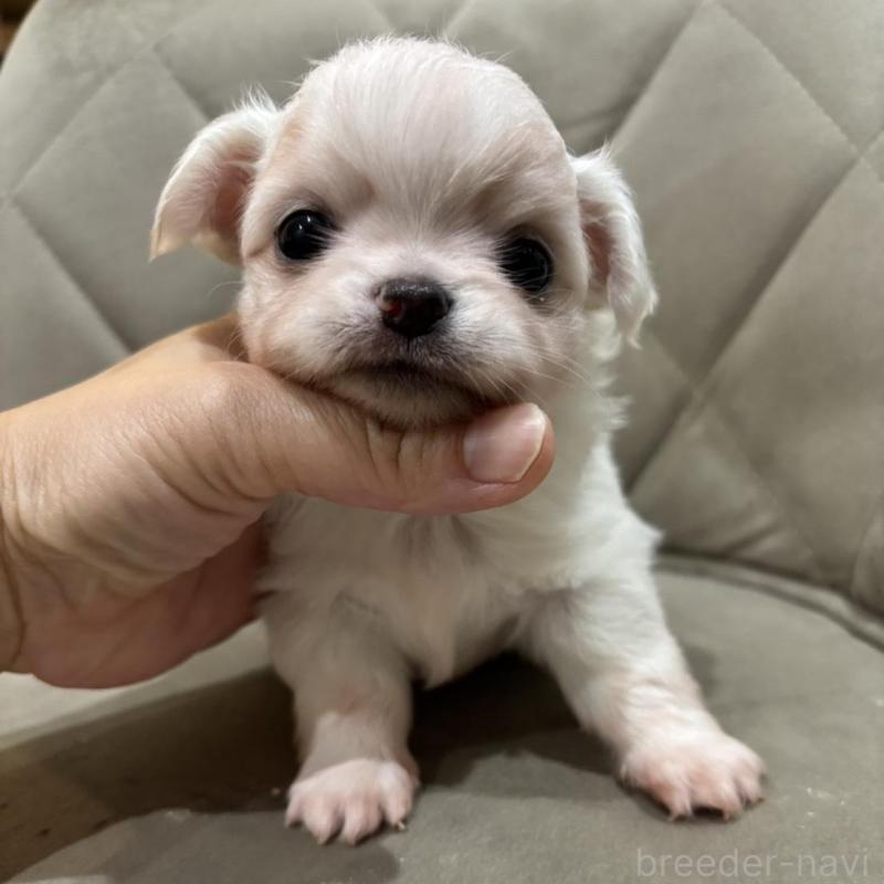 販売中の兵庫県のチワワ(ロングコート)-428689の5枚目