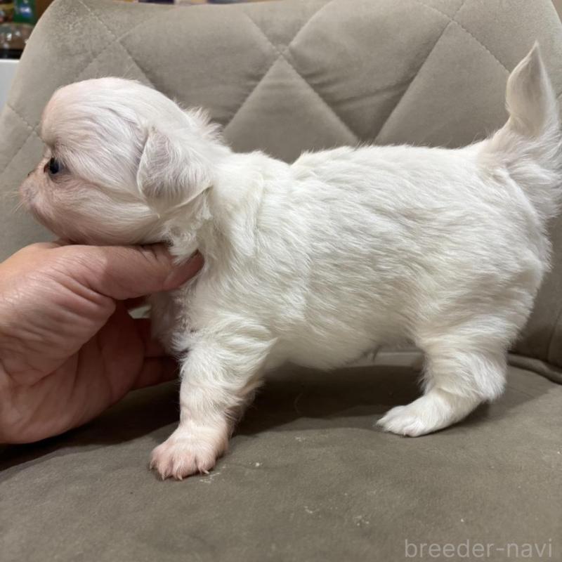 販売中の兵庫県のチワワ(ロングコート)-428689の4枚目