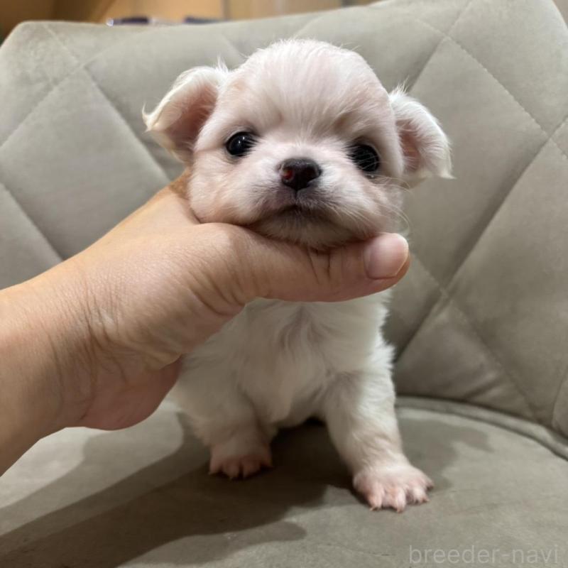 販売中の兵庫県のチワワ(ロングコート)-428689の3枚目