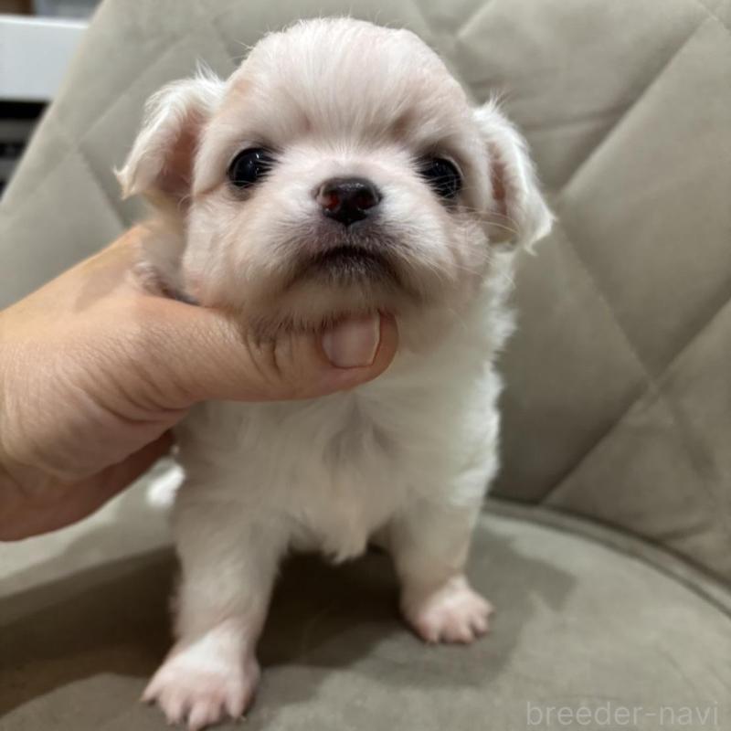 販売中の兵庫県のチワワ(ロングコート)-428689の2枚目