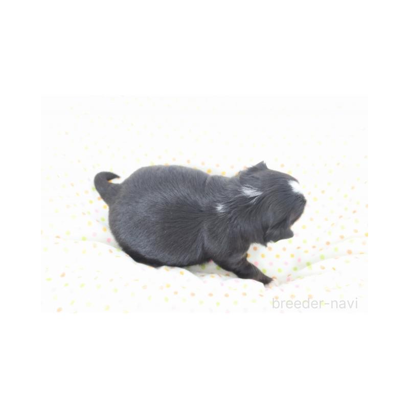 販売中の熊本県のミックス犬-428701の4枚目