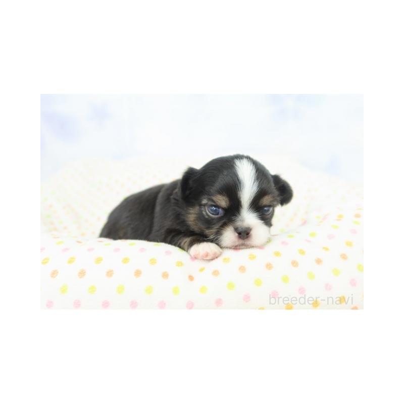 販売中の熊本県のミックス犬-428701の3枚目