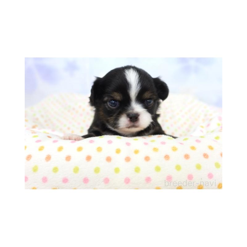 販売中の熊本県のミックス犬-428701の2枚目