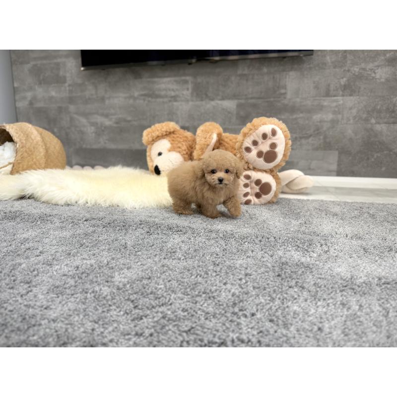 販売中の滋賀県のティーカッププードル-428702の7枚目