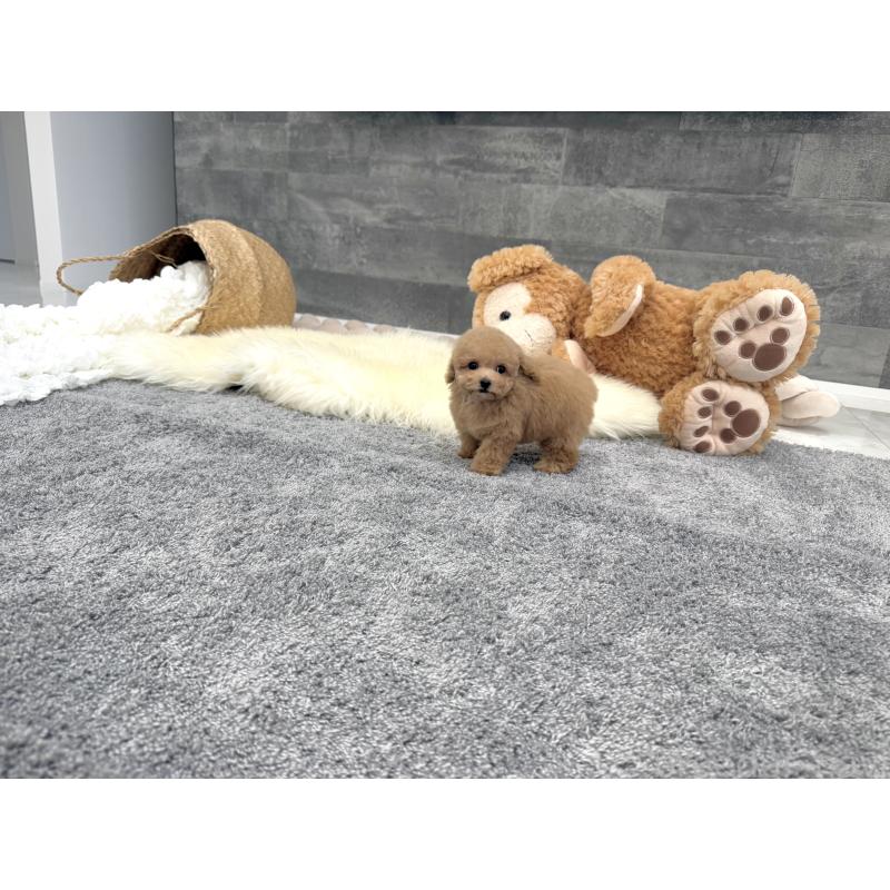 販売中の滋賀県のティーカッププードル-428702の6枚目