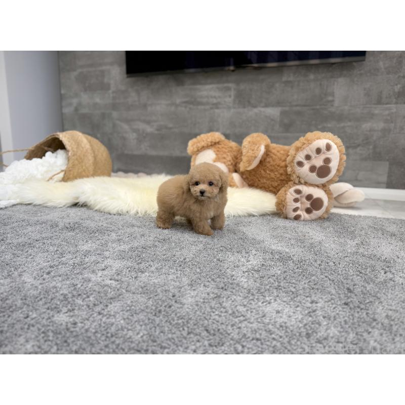 販売中の滋賀県のティーカッププードル-428702の5枚目