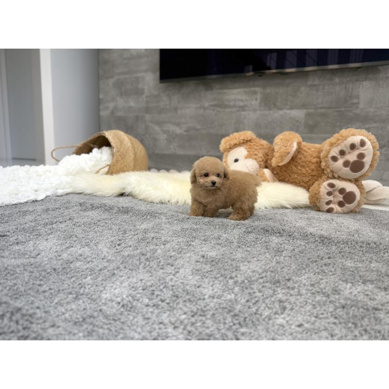 販売中の滋賀県のティーカッププードル-428702の4枚目