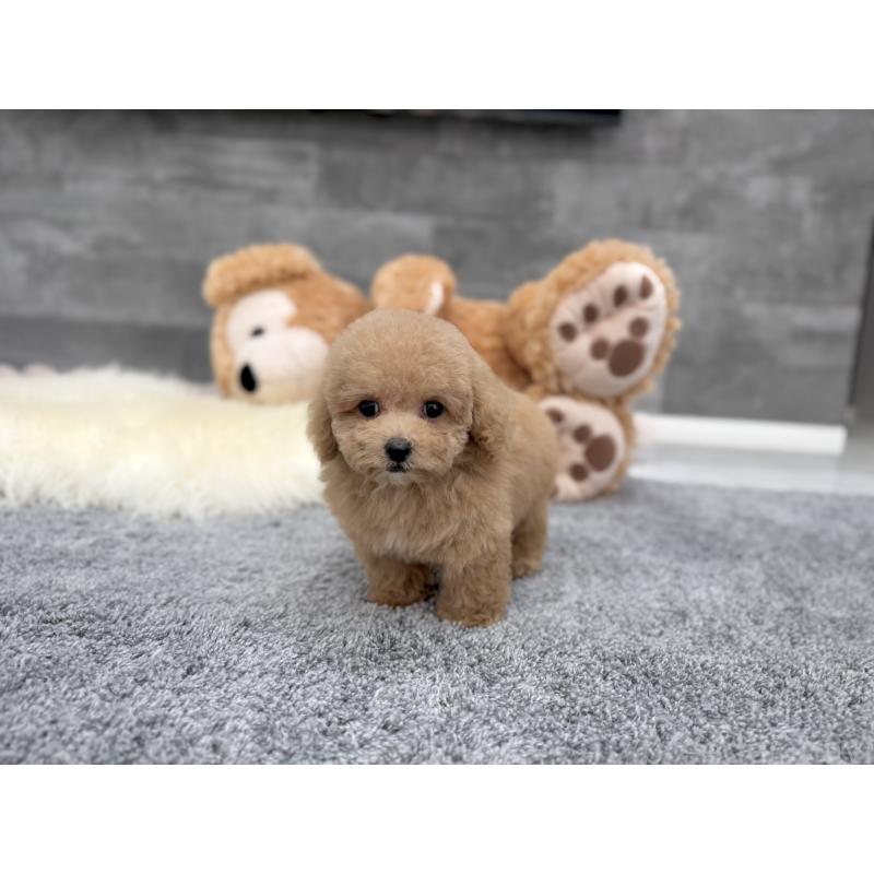 販売中の滋賀県のティーカッププードル-428702の3枚目