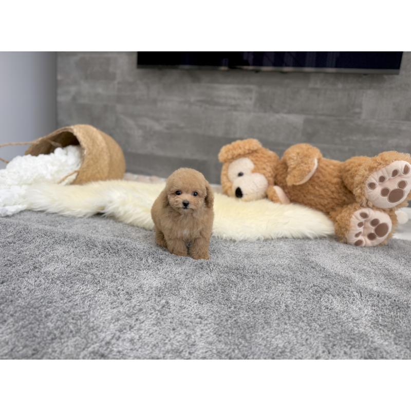 販売中の滋賀県のティーカッププードル-428702の2枚目