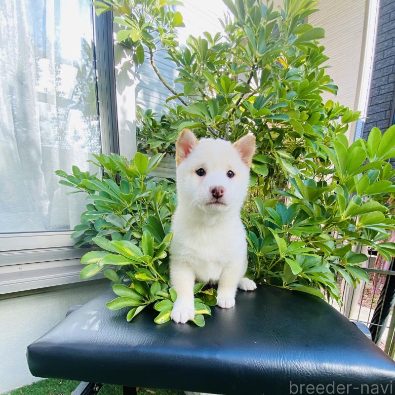 販売中の千葉県の豆柴-428704