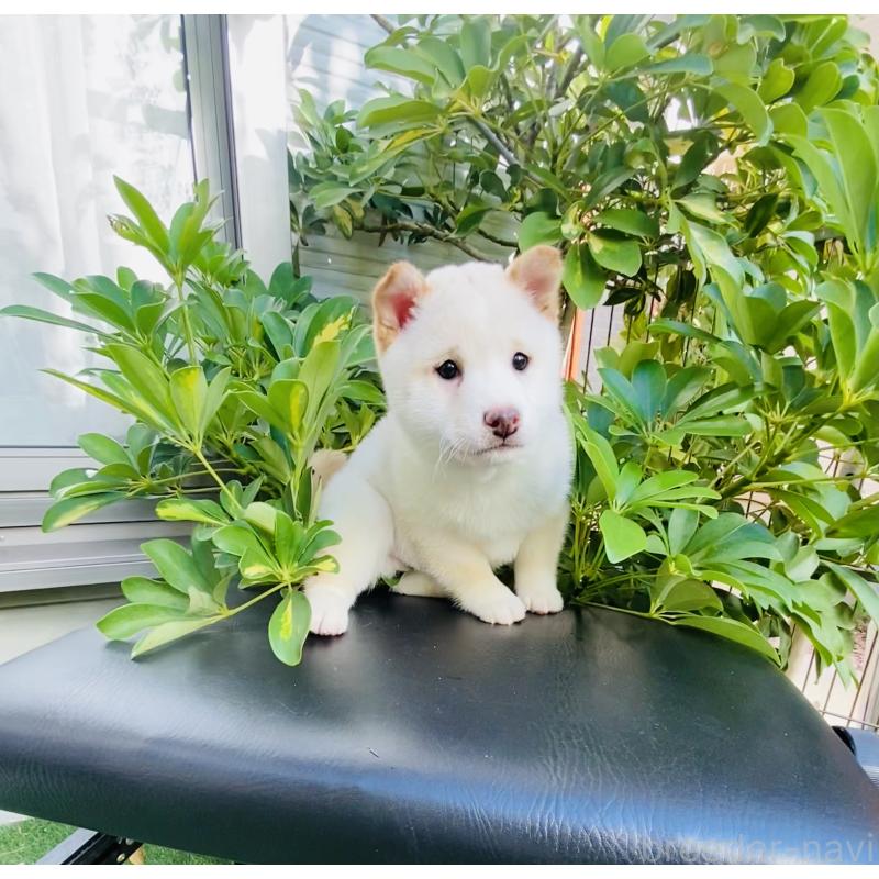 販売中の千葉県の豆柴-428704の5枚目