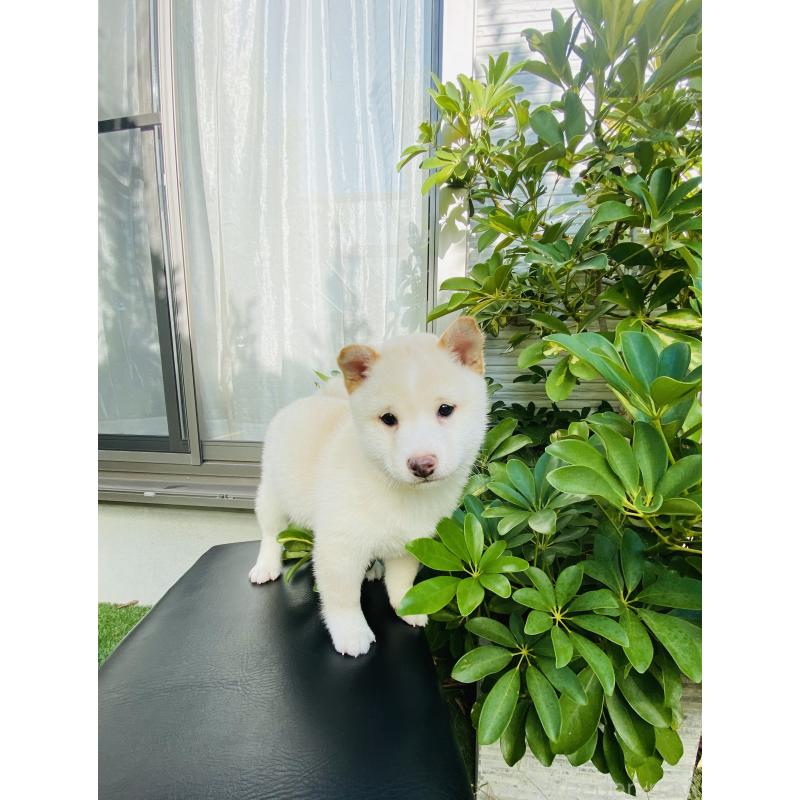 販売中の千葉県の豆柴-428704の4枚目