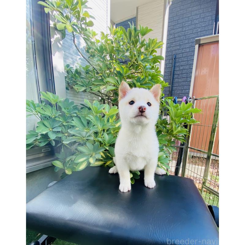 販売中の千葉県の豆柴-428704の3枚目