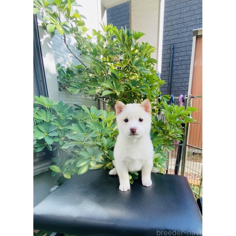 販売中の千葉県の豆柴-428704の2枚目