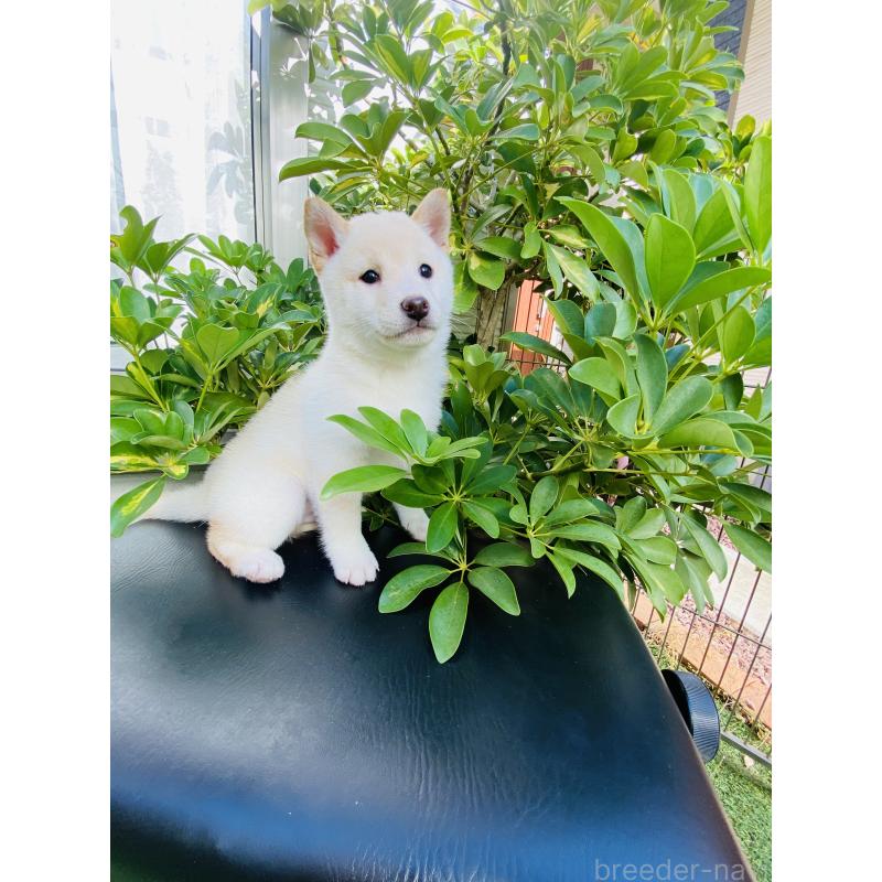 販売中の千葉県の豆柴-428705の6枚目