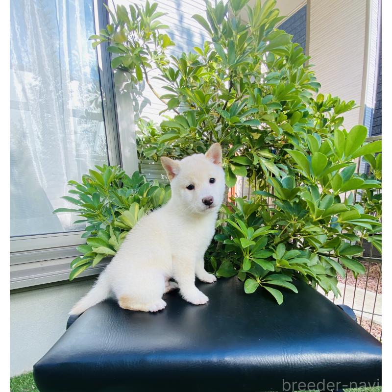 販売中の千葉県の豆柴-428705の5枚目