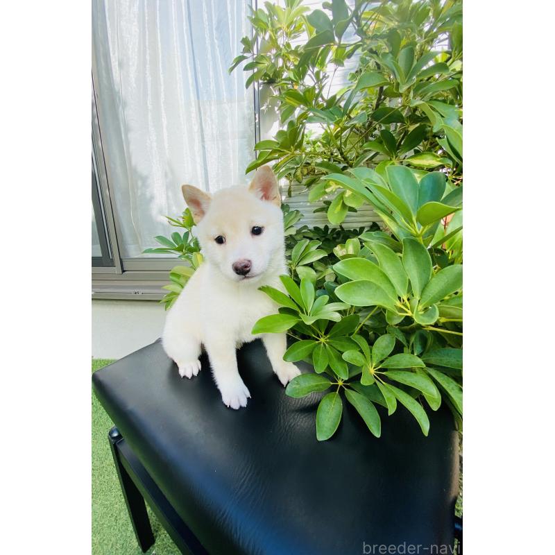 販売中の千葉県の豆柴-428705の4枚目