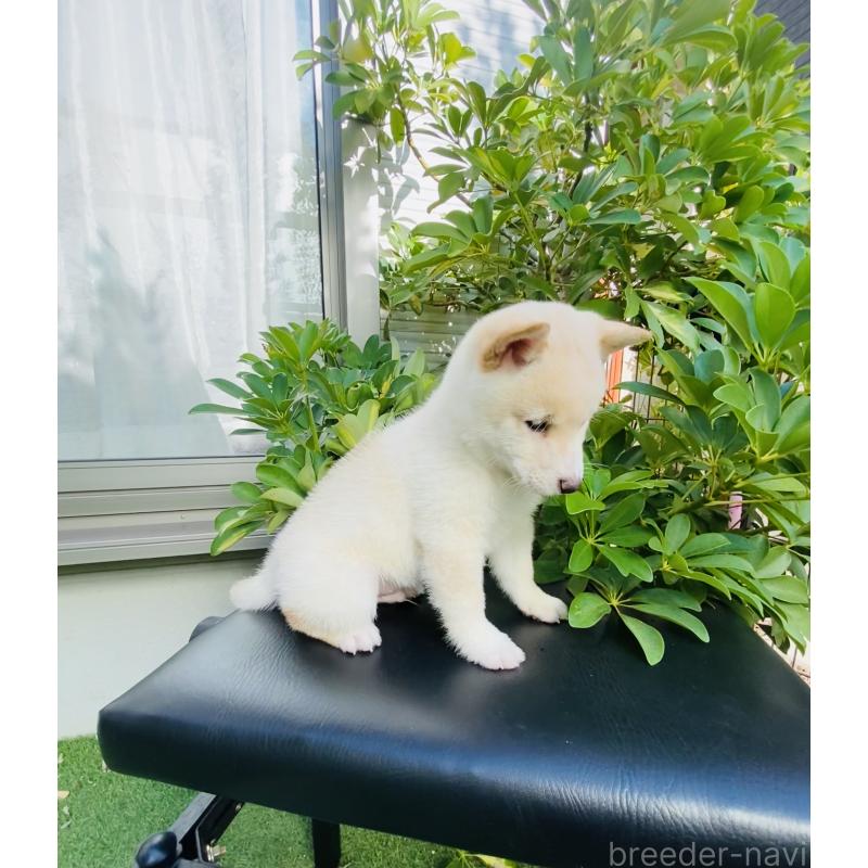 販売中の千葉県の豆柴-428705の3枚目