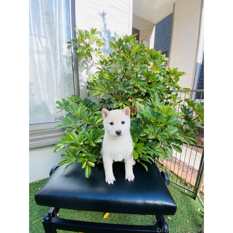 販売中の千葉県の豆柴-428705の1枚目