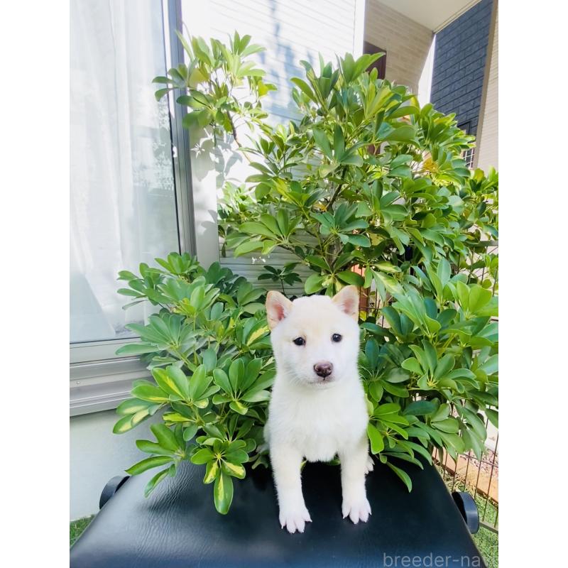 販売中の千葉県の豆柴-428705の2枚目