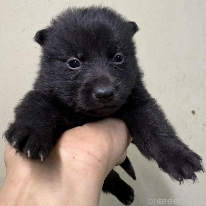 販売中の千葉県のスキッパーキ-428706の5枚目