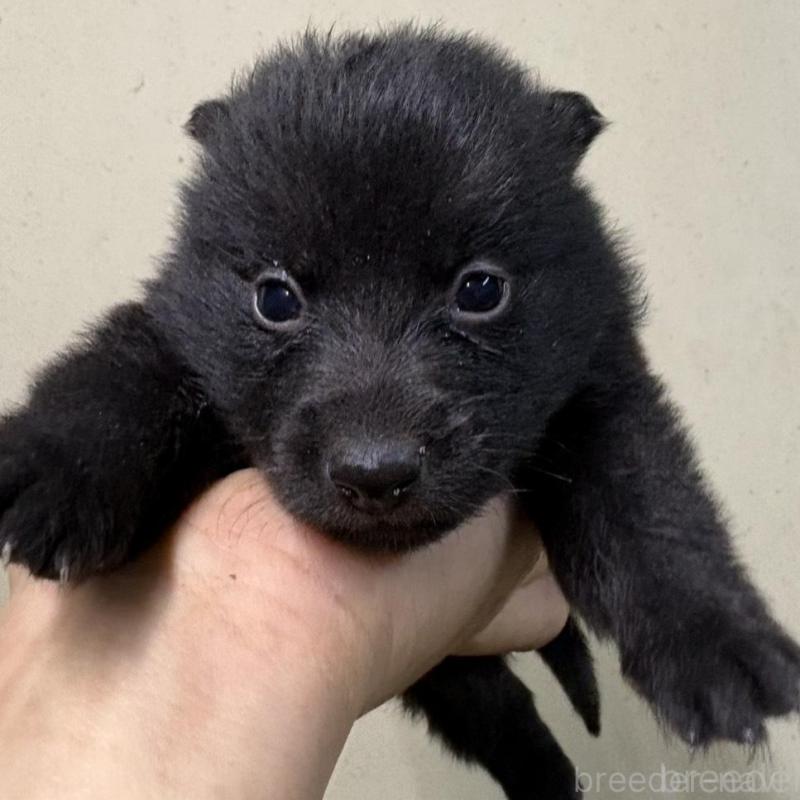 販売中の千葉県のスキッパーキ-428706の3枚目