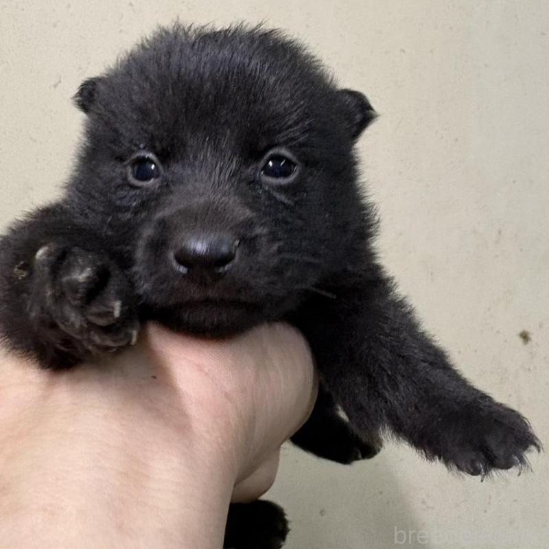 販売中の千葉県のスキッパーキ-428706の2枚目