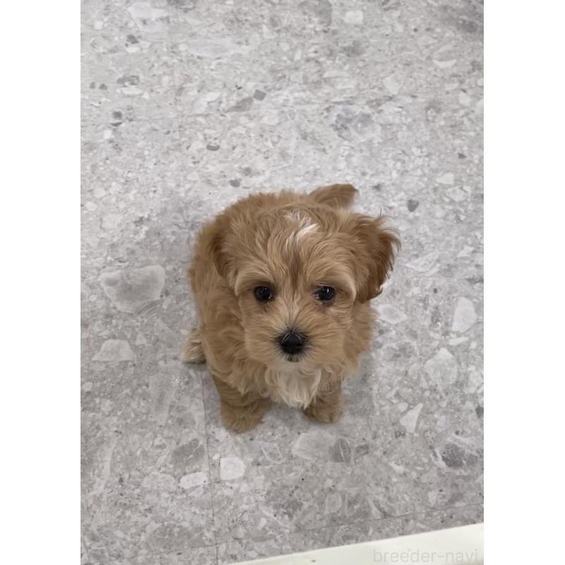 販売中の福岡県のマルプー:マルチーズ×トイプードル-428707の4枚目