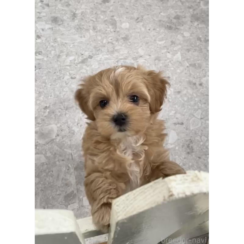 販売中の福岡県のマルプー:マルチーズ×トイプードル-428707の3枚目