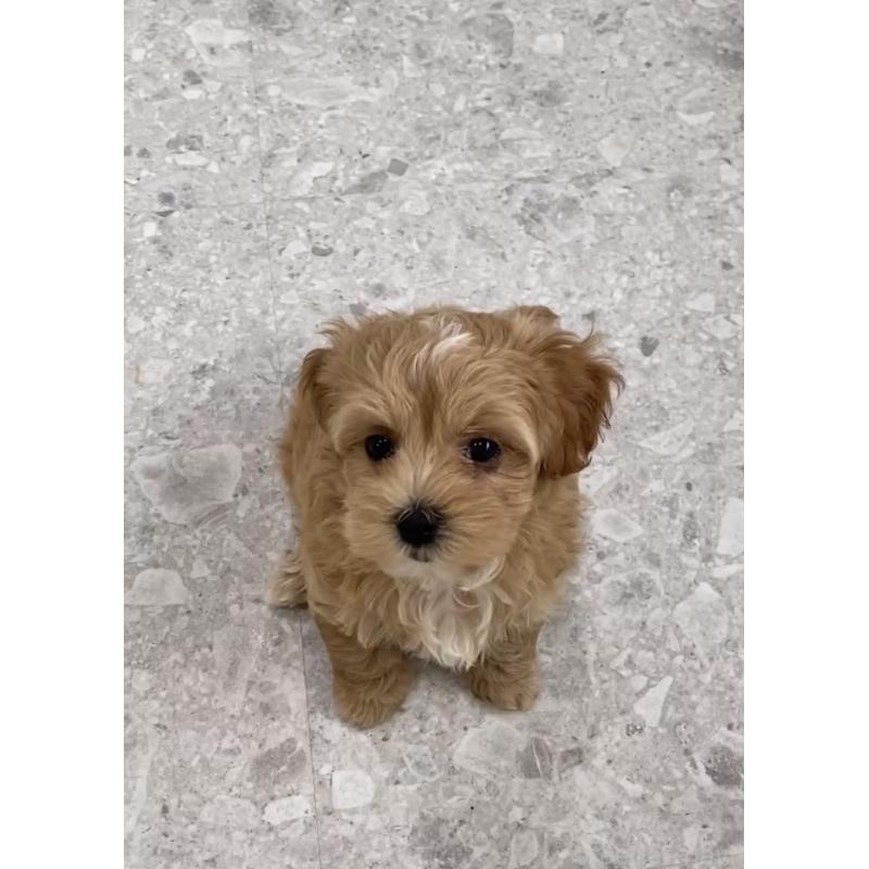 販売中の福岡県のマルプー:マルチーズ×トイプードル-428707の2枚目