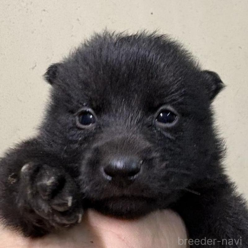 販売中の千葉県のスキッパーキ-428706