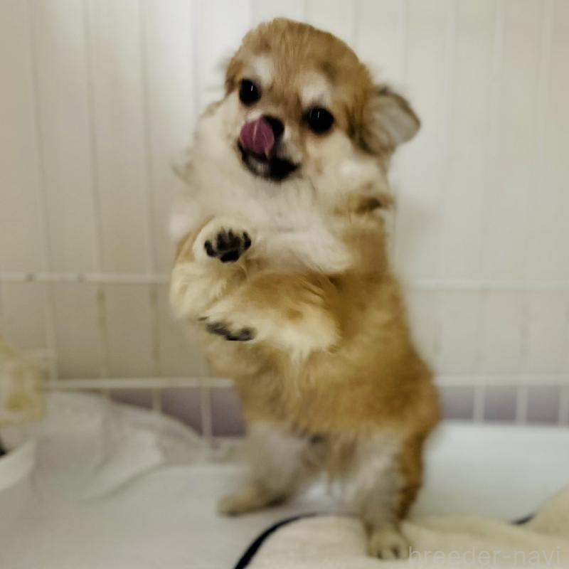 成約済の岐阜県のチワワ(ロングコート)-428175の6枚目