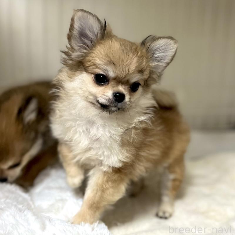 商談中の岐阜県のチワワ(ロングコート)-428175