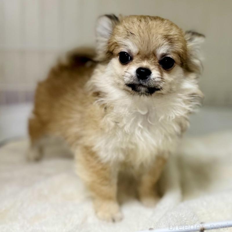 成約済の岐阜県のチワワ(ロングコート)-428175の4枚目