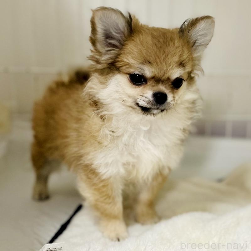 成約済の岐阜県のチワワ(ロングコート)-428175の3枚目