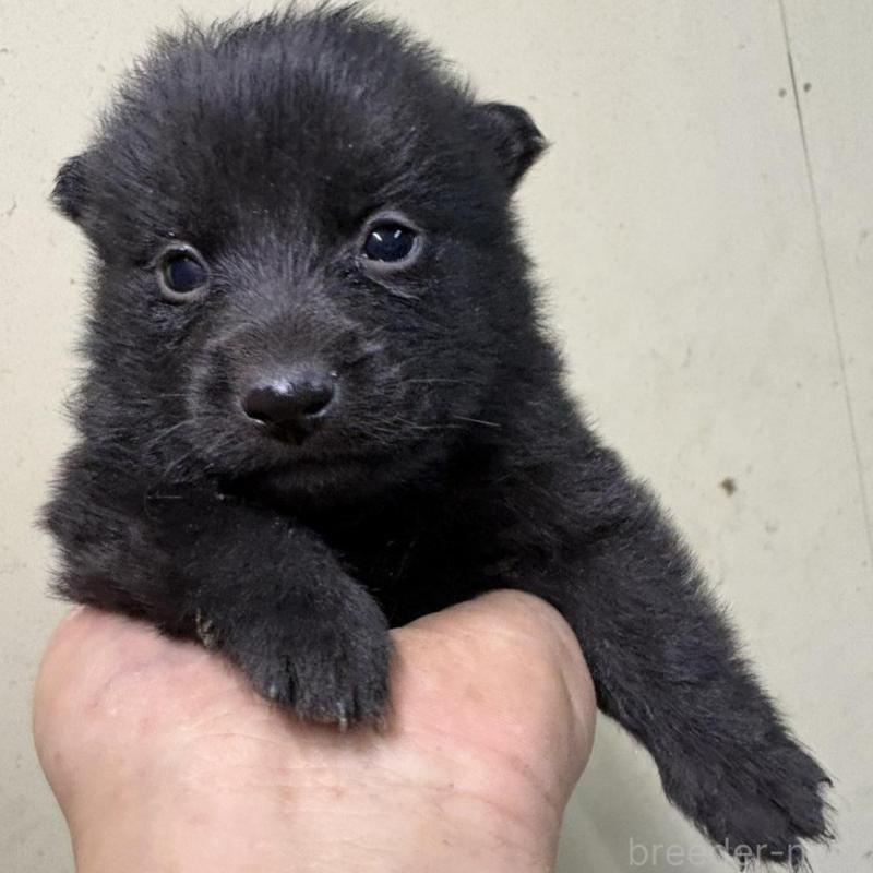 販売中の千葉県のスキッパーキ-428708の4枚目