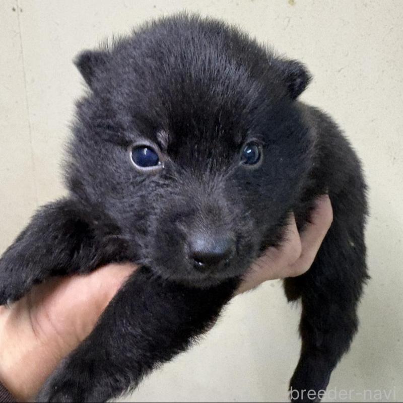 販売中の千葉県のスキッパーキ-428708の3枚目