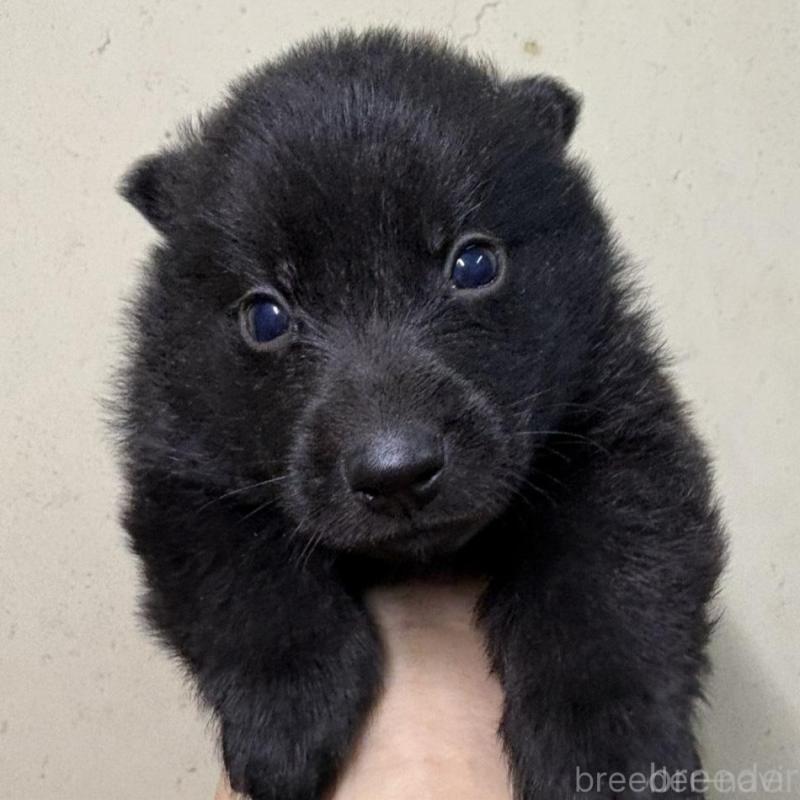 販売中の千葉県のスキッパーキ-428708の2枚目