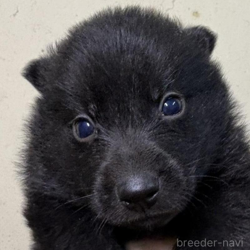 販売中の千葉県のスキッパーキ-428708の1枚目