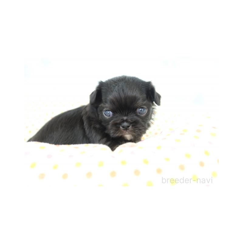 販売中の熊本県のミックス犬-428709の3枚目