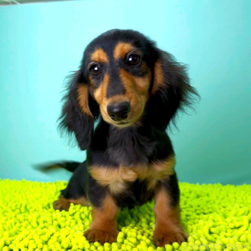 販売中の栃木県のミニチュアダックスフンド(ロングヘアード)-409518の12枚目