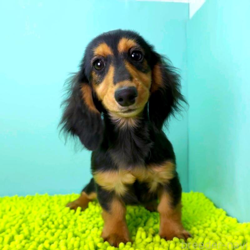販売中の栃木県のミニチュアダックスフンド(ロングヘアード)-409518