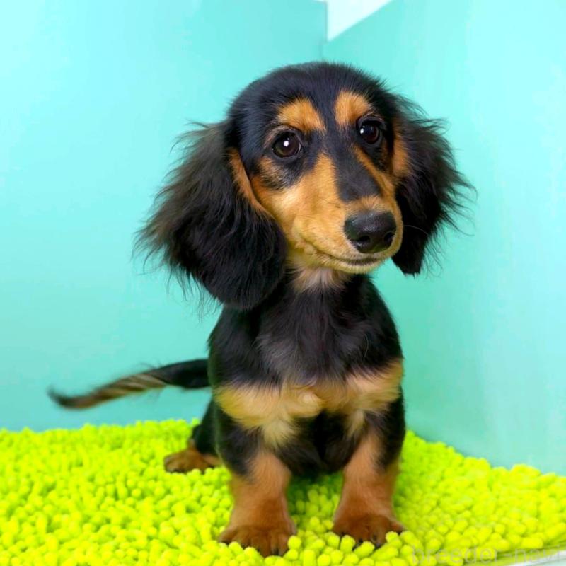 販売中の栃木県のミニチュアダックスフンド(ロングヘアード)-409518の10枚目