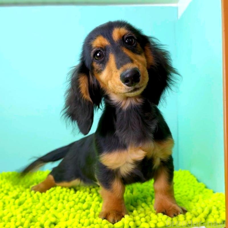 販売中の栃木県のミニチュアダックスフンド(ロングヘアード)-409518の9枚目