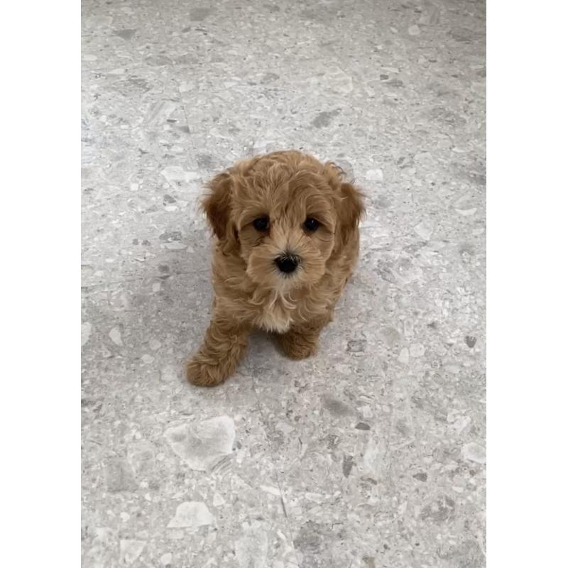 販売中の福岡県のマルプー:マルチーズ×トイプードル-428711の4枚目