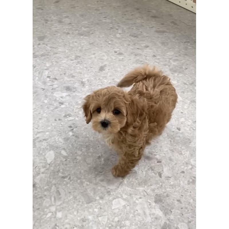 販売中の福岡県のマルプー:マルチーズ×トイプードル-428711の3枚目