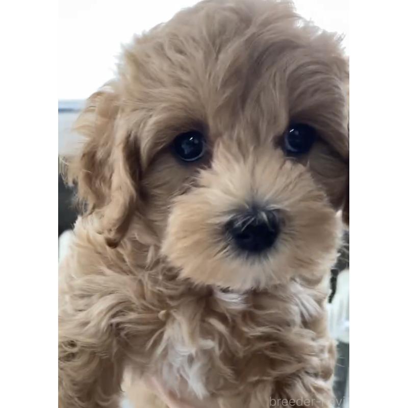 販売中の福岡県のマルプー:マルチーズ×トイプードル-428711の2枚目